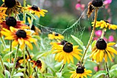 COBWEBS ON RUDBECKIA HIRTA