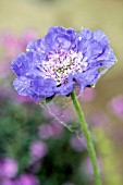 SCABIOSA CAUCASIA PERFECTA BLUE