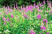 EPILOBIUM ANGUSTIFOLIUM