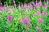 EPILOBIUM ANGUSTIFOLIUM