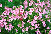 DIASCIA GENTA PINK GLORY