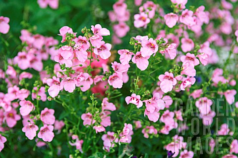 DIASCIA_GENTA_PINK_GLORY