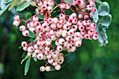 SORBUS HUPEHENSIS PINK PAGODA