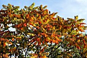 RHUS TYPHINA IN AUTUMN