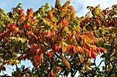 RHUS TYPHINA IN AUTUMN