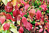 CORNUS ALBA GOUCHAULTII IN AUTUMN