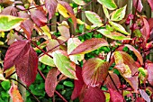 CORNUS ALBA GOUCHAULTII IN AUTUMN