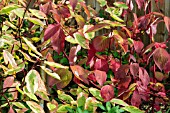 CORNUS ALBA GOUCHAULTII IN AUTUMN