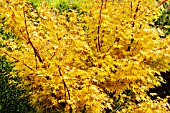 ACER PALMATUM SANGO-KAKU IN AUTUMN