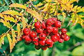 SORBUS ACUPARIA ASPLENIFOLIA IN AUTUMN