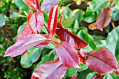 PHOTINIA X FRASERI CAMILVY