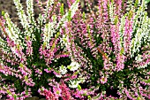 CALLUNA VULGARIS TWIN GIRL