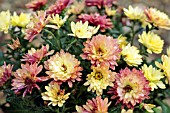 MYSTIC MUM SUNBEAM PINK-YELLOW GLOW