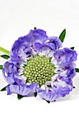 SCABIOSA CAUCASICA PERFECTA BLUE