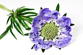 SCABIOSA CAUCASICA PERFECTA BLUE