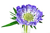 SCABIOSA CAUCASICA PERFECTA BLUE