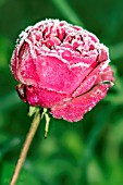 FROSTED ROSEBUD