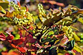 MAHONIA JAPONICA