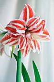 HIPPEASTRUM DANCING QUEEN