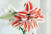 HIPPEASTRUM DANCING QUEEN