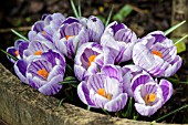 CROCUS VERNUS PICKWICK