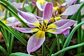 TULIPA BAKERI  LILAC WONDER