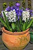 HYACINTHUS ORIENTALIS BLUE JACKET AND WHITE PEARL