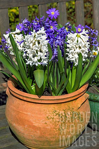 HYACINTHUS_ORIENTALIS_BLUE_JACKET_AND_WHITE_PEARL