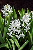 HYACINTHUS ORIENTALIS WHITE PEARL