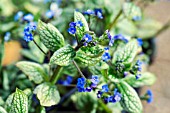 BRUNNERA SEA HEART