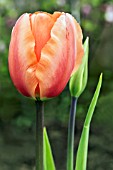 TULIPA APRICOT BEAUTY