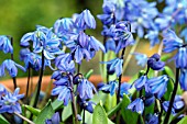 SCILLA SIBERICA SPRING BEAUTY