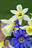 NARCISSUS AND ANEMONE BLANDA IN A GLASS JAR