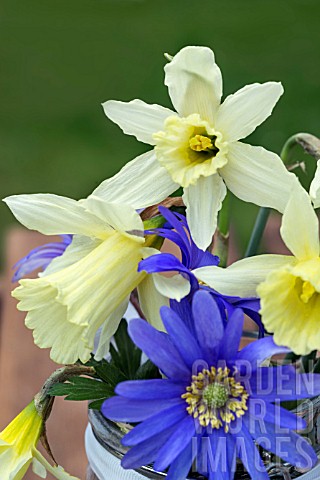 NARCISSUS_AND_ANEMONE_BLANDA_IN_A_GLASS_JAR