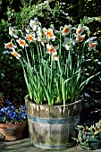 NARCISSUS TAZETTA GERANIUM IN A WOODEN BARREL