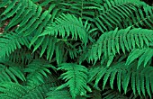 DRYOPTERIS COMPLEXA,  FERN,  DRYOPTERIDACEAE,  WHOLE PLANT