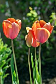 TULIPA APRICOT BEAUTY