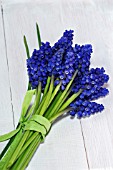 MUSCARI AUCHERI BLUE MAGIC