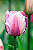 TULIPA ALIBI