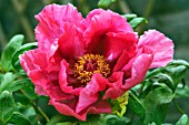PAEONIA X SUFFRUTICOSA