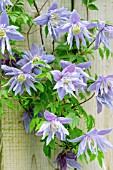 CLEMATIS MACROPETALA BLUE BIRD