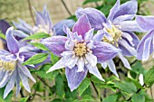 CLEMATIS MACROPETALA BLUE BIRD