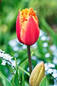 TULIPA LAMBADA