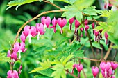 DICENTRA SPECTABILIS