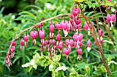 DICENTRA SPECTABILIS