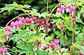 DICENTRA SPECTABILIS