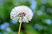 DANDELION SEEDHEAD