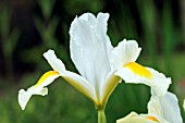 IRIS HOLLANDICA WHITE VAN VLIET