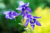 AQUILEGIA ALPINA