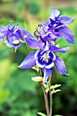 AQUILEGIA ALPINA